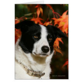 Border Collie Autumn Headshot (Front)