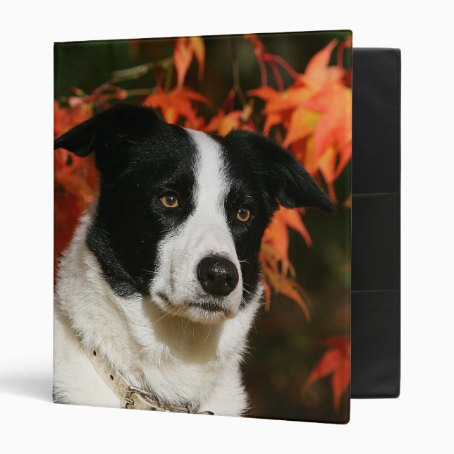 Border Collie Autumn Headshot 3 Ring Binder (Front/Inside)