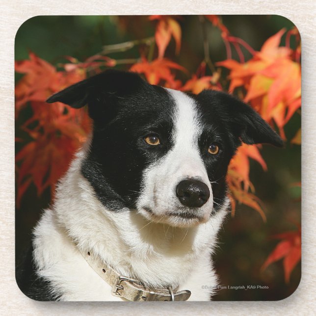 Border Collie Autumn Headshot Beverage Coaster (Front)