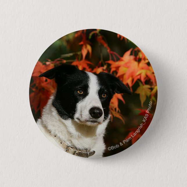 Border Collie Autumn Headshot Button (Front)