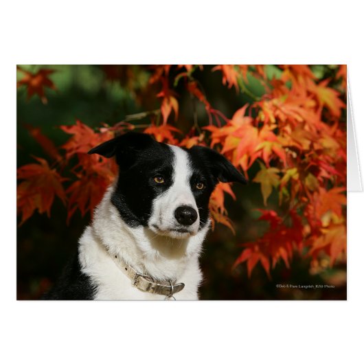 Border Collie Autumn Headshot Cards (Front Horizontal)