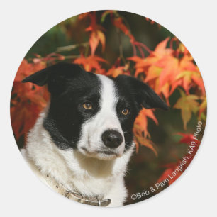Border Collie Autumn Headshot Classic Round Sticker