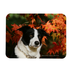 Border Collie Autumn Headshot Magnet