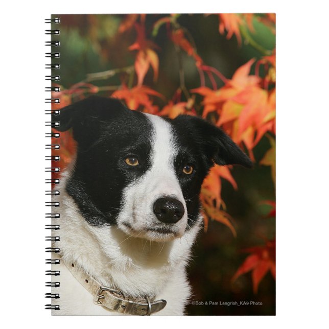 Border Collie Autumn Headshot Notebook (Front)