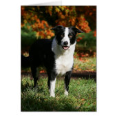 Border Collie Autumn Standing (Front)