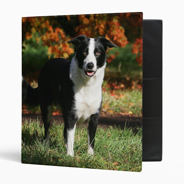 Border Collie Autumn Standing 3 Ring Binder (Front/Inside)