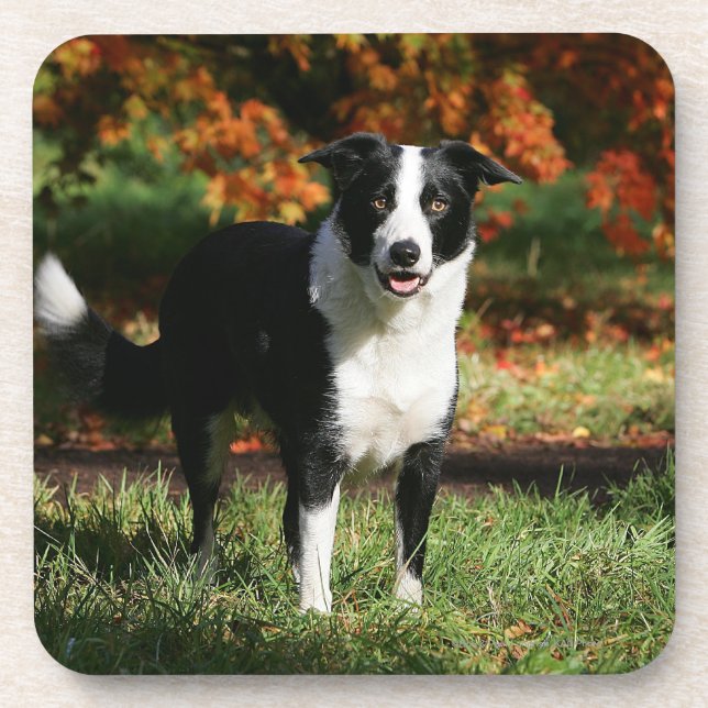 Border Collie Autumn Standing Beverage Coaster (Front)