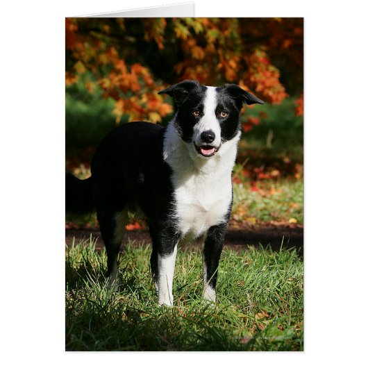 Border Collie Autumn Standing Cards (Front)