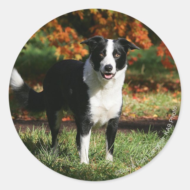 Border Collie Autumn Standing Classic Round Sticker (Front)