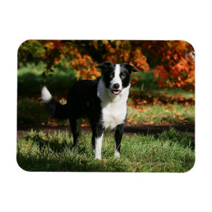 Border Collie Autumn Standing Magnet