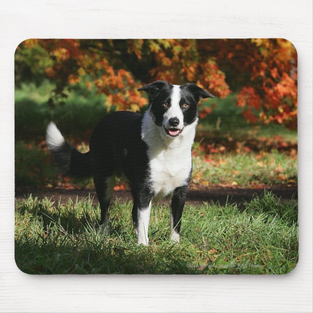 Border Collie Autumn Standing Mouse Pad (Front)