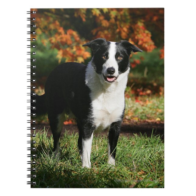 Border Collie Autumn Standing Notebook (Front)