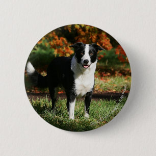 Border Collie Autumn Standing Pinback Button