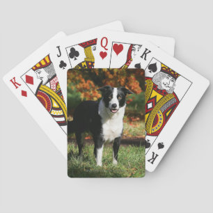 Border Collie Autumn Standing Poker Cards