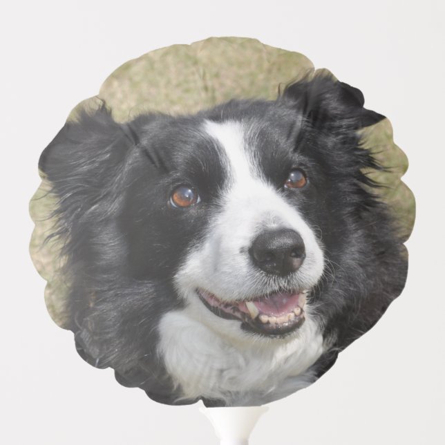 Border Collie Balloon (Front)