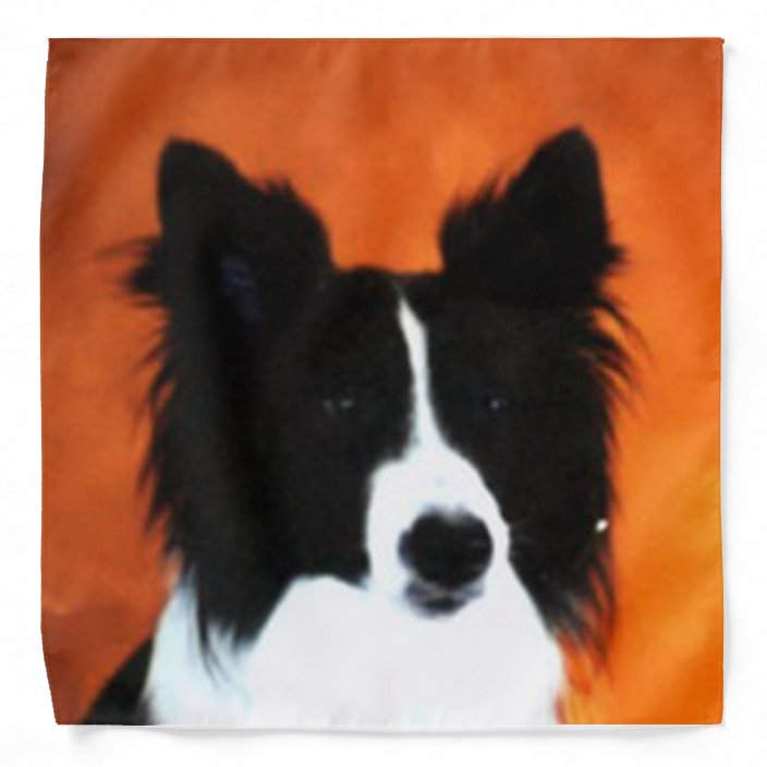 border collie with bandana