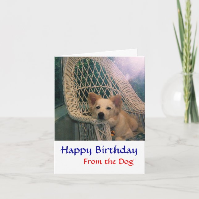 Border Collie Birthday Card (Front)
