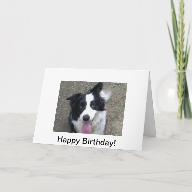 Border Collie Birthday Card (Front)