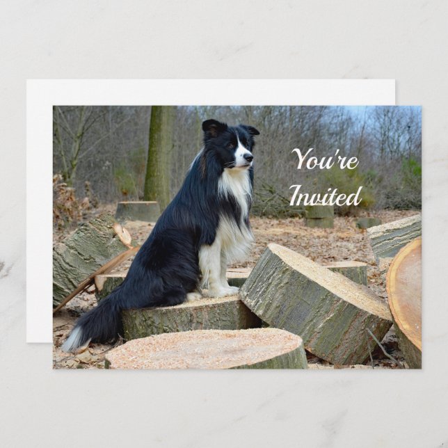 Border Collie Birthday Invitation (Front/Back)
