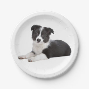 Border Collie Black & White Puppy Dog Paper Plates