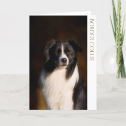 Border Collie Blank Greeting Card