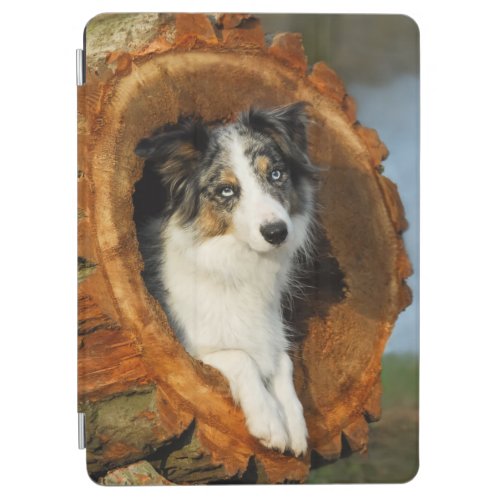 Border Collie Blue Merle Dog Cute Portrait Photo _ iPad Air Cover