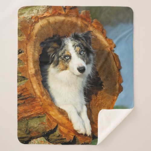 Border Collie Blue Merle Dog Head Photo Animal _ Sherpa Blanket