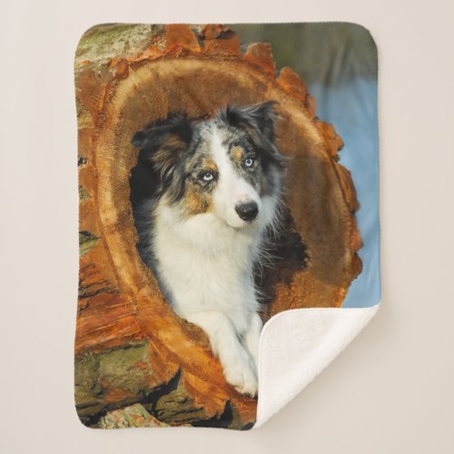 Border Collie Blue Merle Dog Head Photography on _ Sherpa Blanket