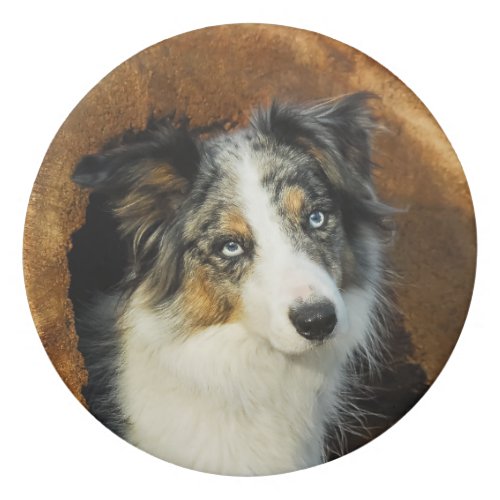 Border Collie Blue Merle Dog Head Photography Pet Eraser