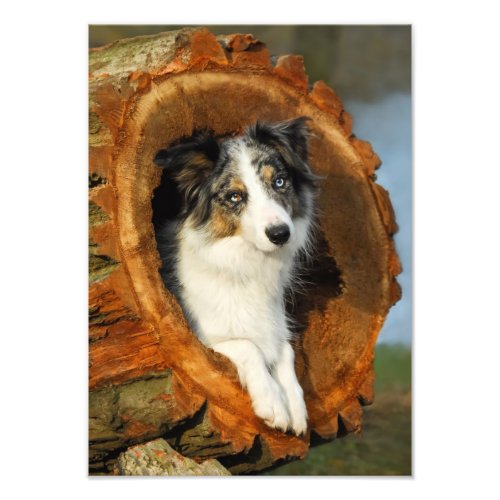 Border Collie Blue Merle Dog  _ Paperprint Photo Print