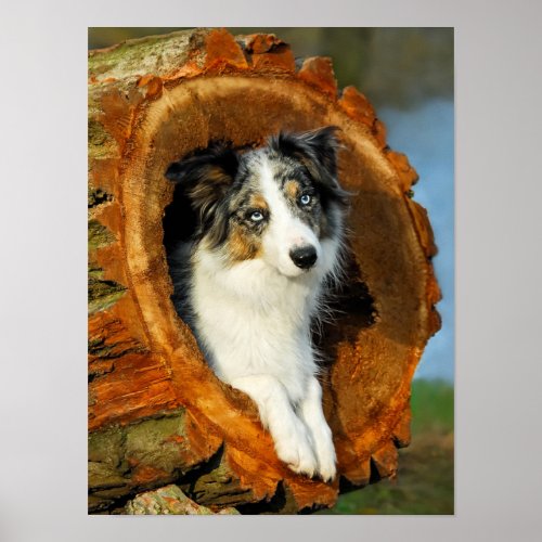 Border Collie Blue Merle Dog Portrait Photo _ Poster