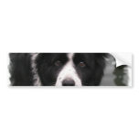 Border Collie Bumper Sticker