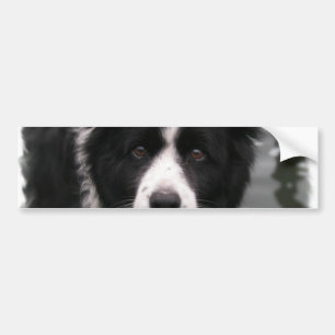 Border Collie Bumper Sticker
