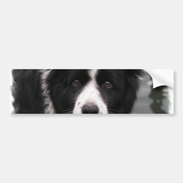 Border Collie Bumper Sticker (Front)