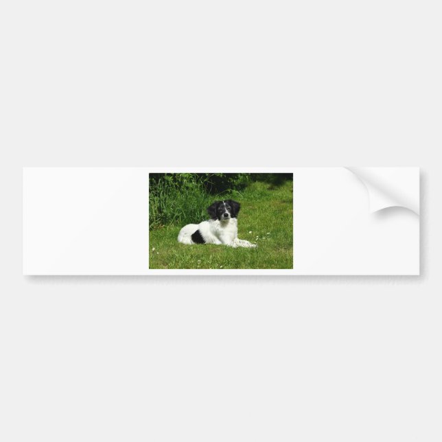 Border Collie Bumper Sticker (Front)
