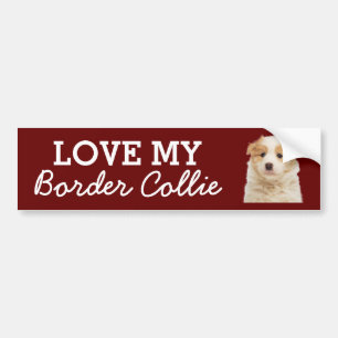 Border Collie bumper sticker
