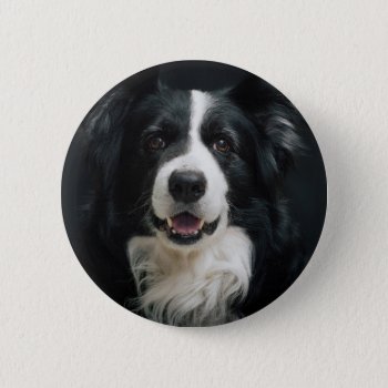 Border-collie Button by somedon at Zazzle
