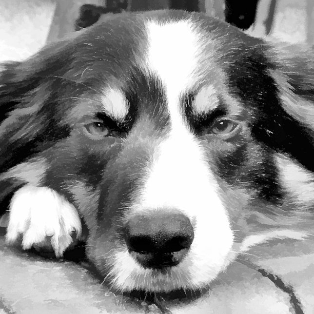 BORDER COLLIE CAKE PAN (Creator Uploaded)