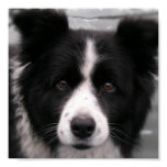 Border Collie Canvas Print