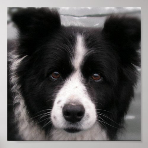 Border Collie Canvas Print