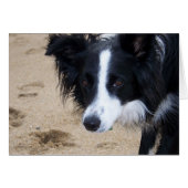 Border Collie Card (Front Horizontal)