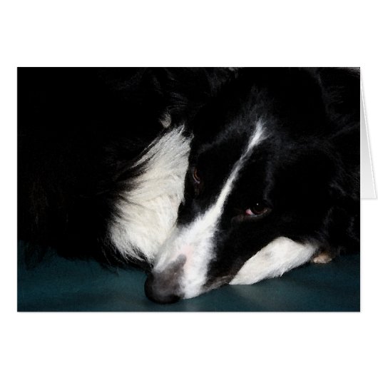 Border Collie Cards (Front Horizontal)