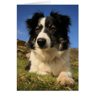 Border Collie Cards
