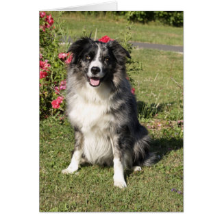 Border Collie Cards