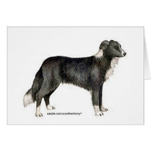 Border Collie Cards