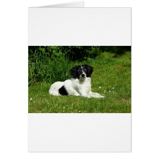 Border Collie Cards (Front)