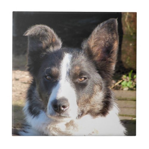 BORDER COLLIE CERAMIC TILE