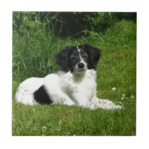 Border Collie Ceramic Tile