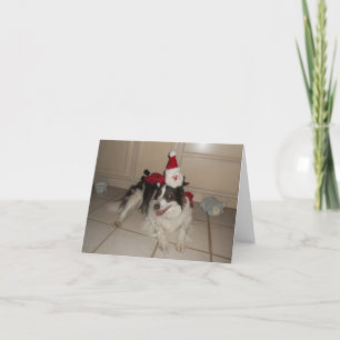 Border Collie Christmas Card