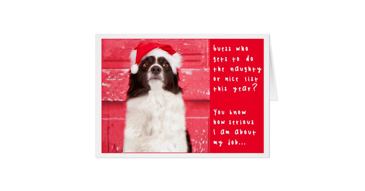 Border Collie Christmas Card | Zazzle